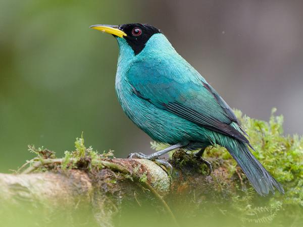<h3>Chlorophanes spiza / Green honeycreeper / Groene suikervogel</h3>OM-1 Mark II with OLYMPUS M.150-400mm F4.5, 1/1250 sec at F4.5, ISO 10000, distance 5.68 m